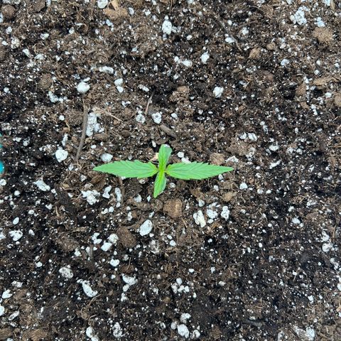The volunteer (Maui Waui) growlog timeline photo