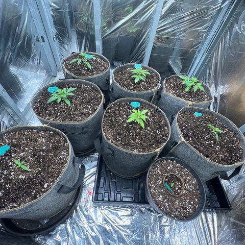 The volunteer (Maui Waui) growlog timeline photo
