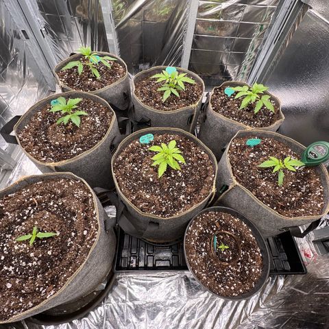 The volunteer (Maui Waui) growlog photo: Looking real good.