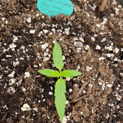 The volunteer (Maui Waui) growlog timeline photo