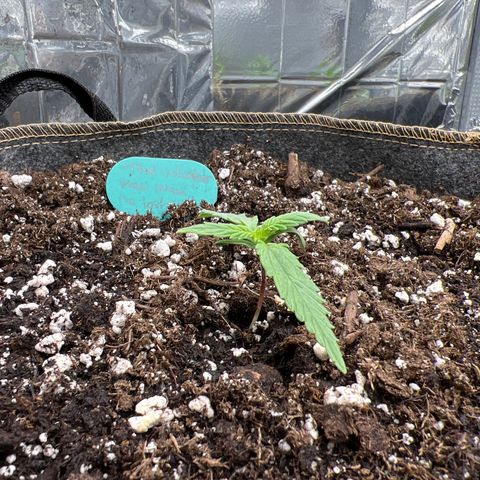 The volunteer (Maui Waui) growlog timeline photo