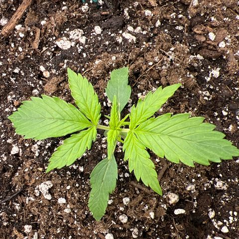 Maui waui 2 growlog timeline photo