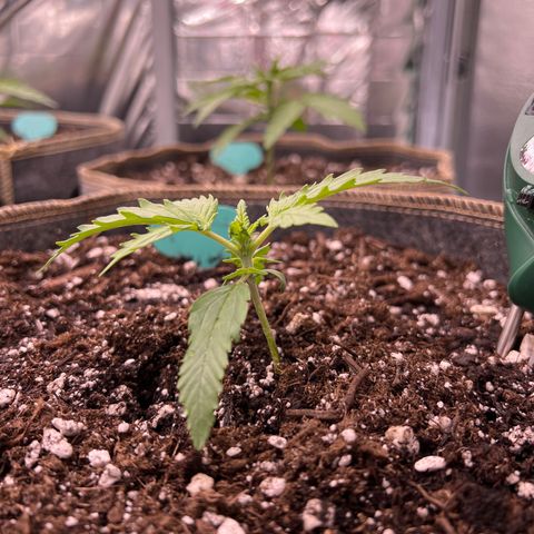 Maui waui 2 growlog timeline photo