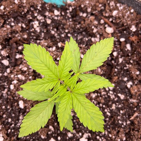 Original Auto Jack Herer growlog timeline photo