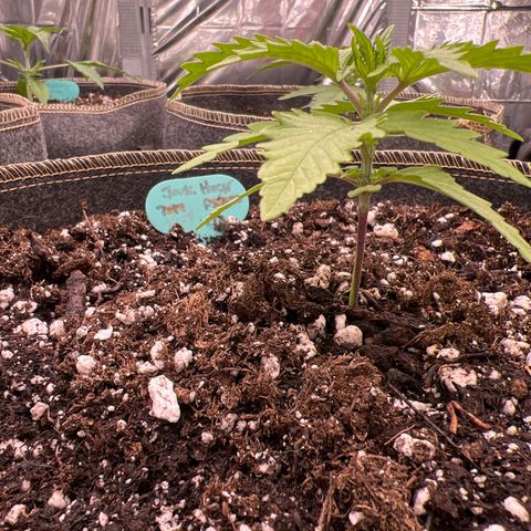 Original Auto Jack Herer growlog timeline photo