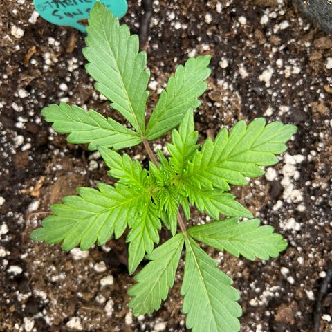 Arctic Sunset growlog timeline photo