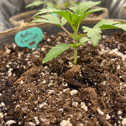 Arctic Sunset growlog timeline photo