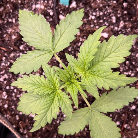 Mimosa Cake Auto growlog timeline photo