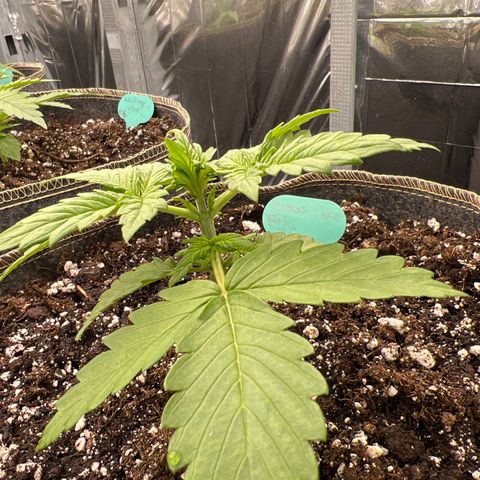 Mimosa Cake Auto growlog timeline photo