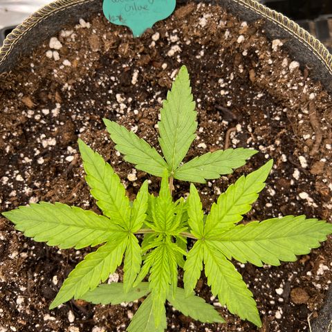 Wedding Glue Auto growlog timeline photo