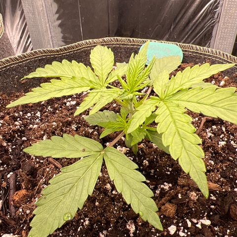 Wedding Glue Auto growlog timeline photo