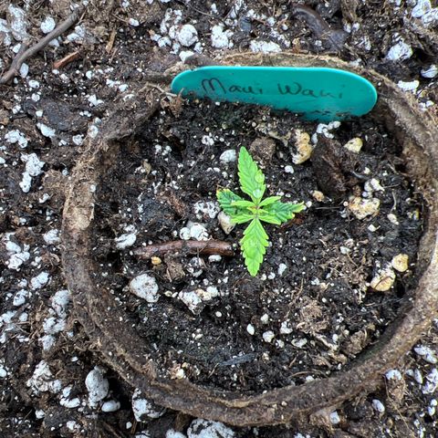 Hawaii Maui Waui Automatic growlog timeline photo