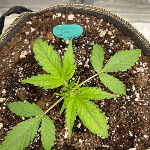 Blueberry Kush Automatic growlog timeline photo