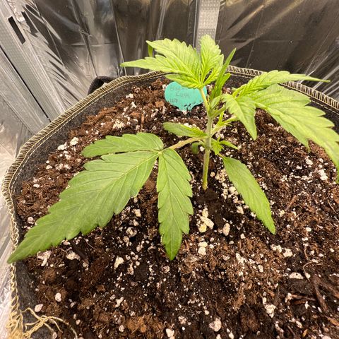 Blueberry Kush Automatic growlog timeline photo