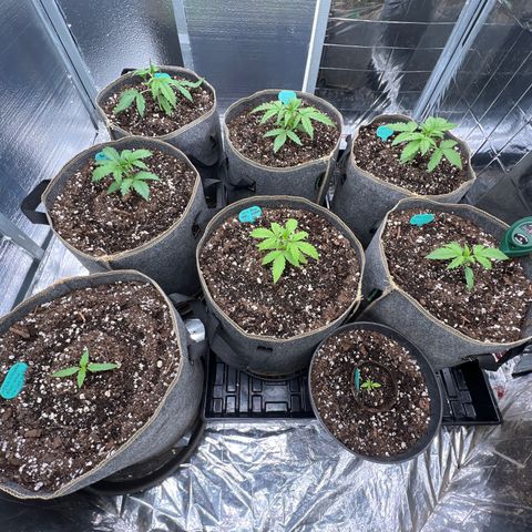 The volunteer (Maui Waui) growlog timeline photo