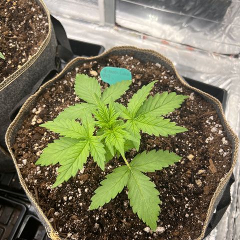Mimosa Cake Auto growlog photo: Doing fantastic 