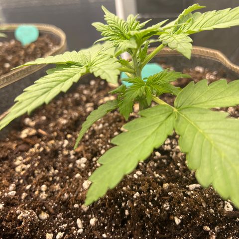 Mimosa Cake Auto growlog photo: Doing fantastic 