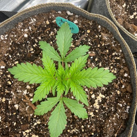 Arctic Sunset growlog timeline photo