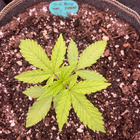 Original Auto Jack Herer growlog timeline photo