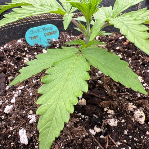 Original Auto Jack Herer growlog timeline photo