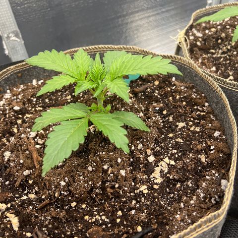 Arctic Sunset growlog timeline photo