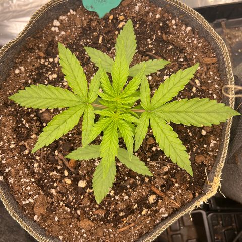Wedding Glue Auto growlog timeline photo