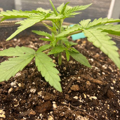 Wedding Glue Auto growlog timeline photo