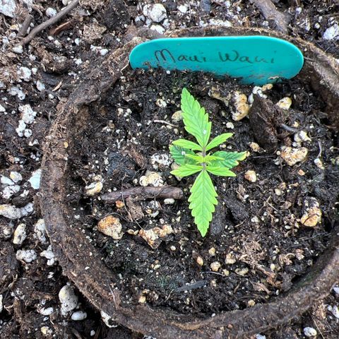Hawaii Maui Waui Automatic growlog photo: Might actually make it! Unbelievable!
