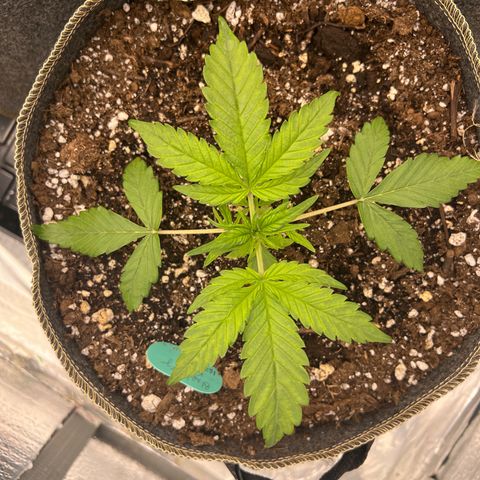 Blueberry Kush Automatic growlog photo: Wow 