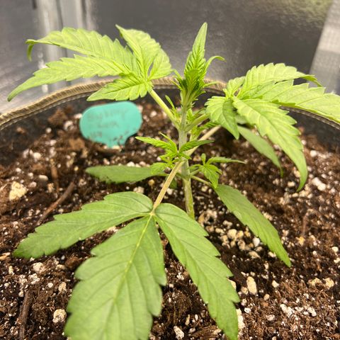 Blueberry Kush Automatic growlog photo: Wow 