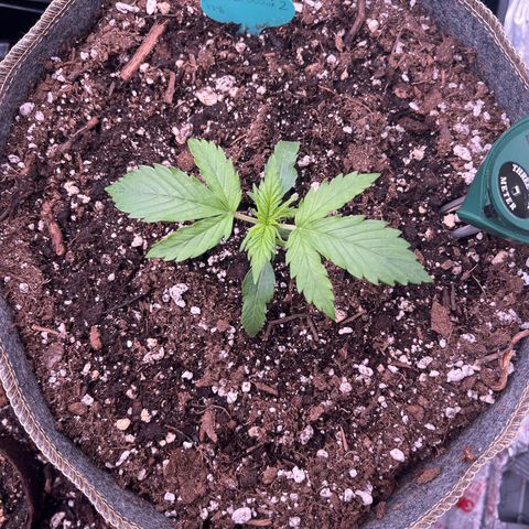 Maui waui 2 growlog photo: Coming along!