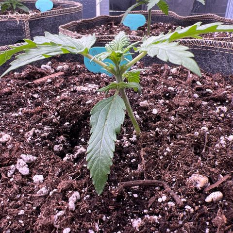 Maui waui 2 growlog photo: Coming along!