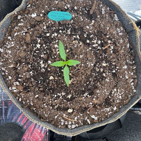 The volunteer (Maui Waui) growlog photo: Doing well!