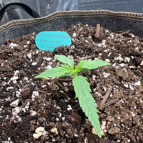 The volunteer (Maui Waui) growlog photo: Doing well!