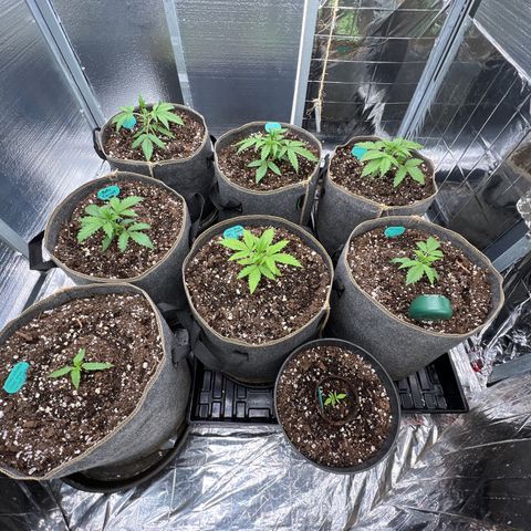 The volunteer (Maui Waui) growlog photo: Wow! Looking good!