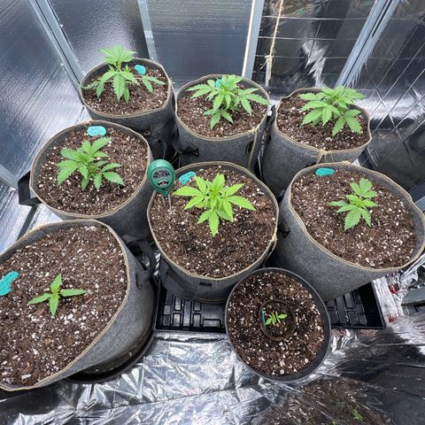 The volunteer (Maui Waui) growlog timeline photo