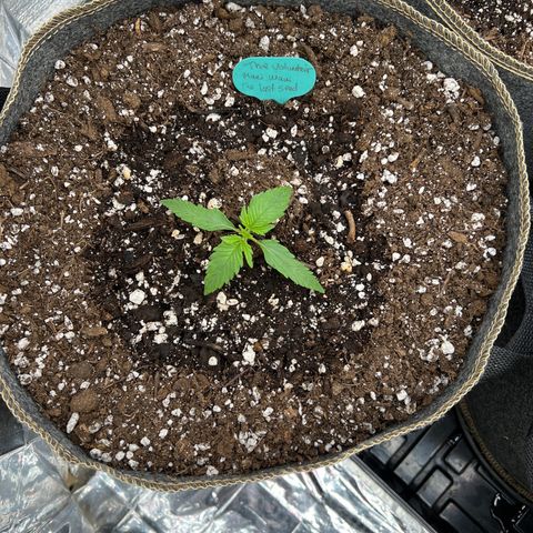 The volunteer (Maui Waui) growlog timeline photo