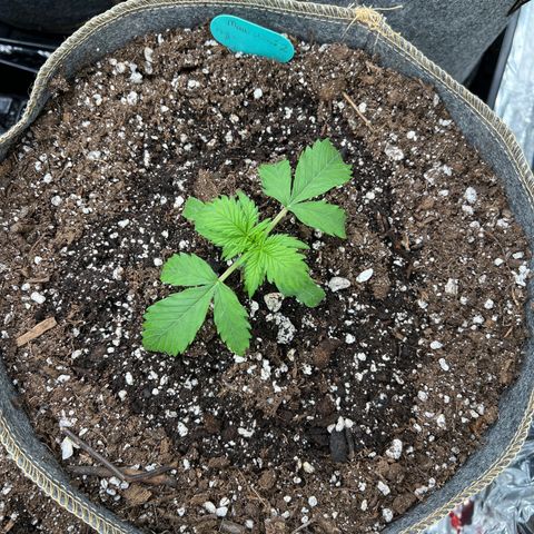 Maui waui 2 growlog timeline photo