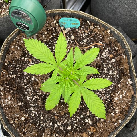 Original Auto Jack Herer growlog timeline photo