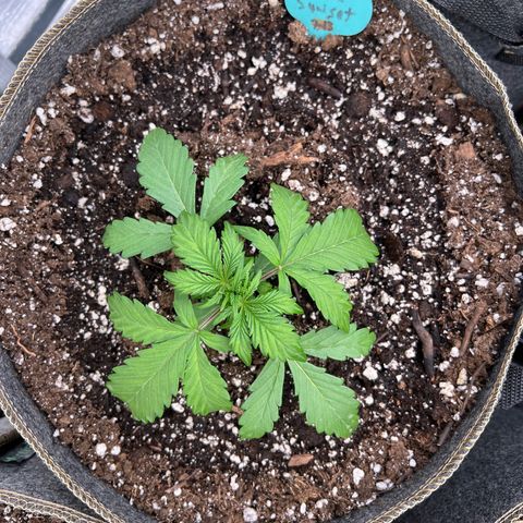 Arctic Sunset growlog timeline photo