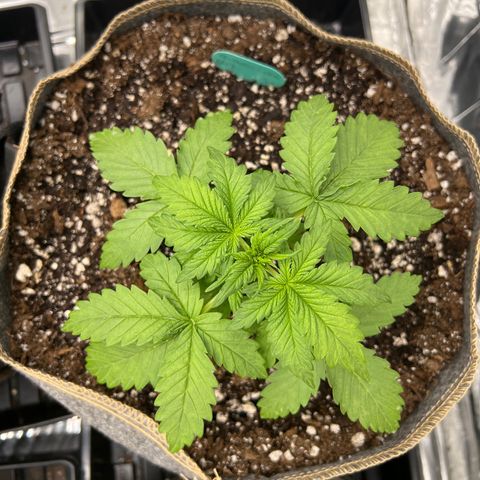 Mimosa Cake Auto growlog timeline photo