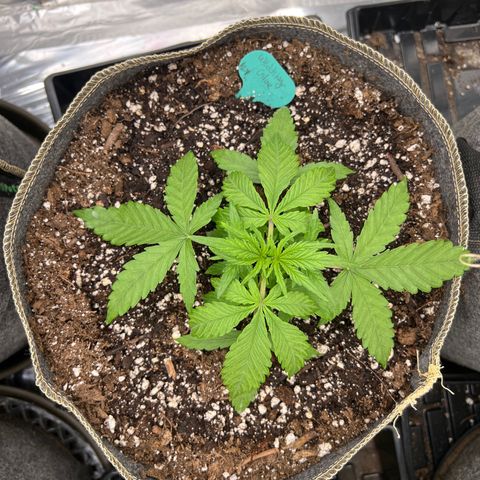 Wedding Glue Auto growlog timeline photo