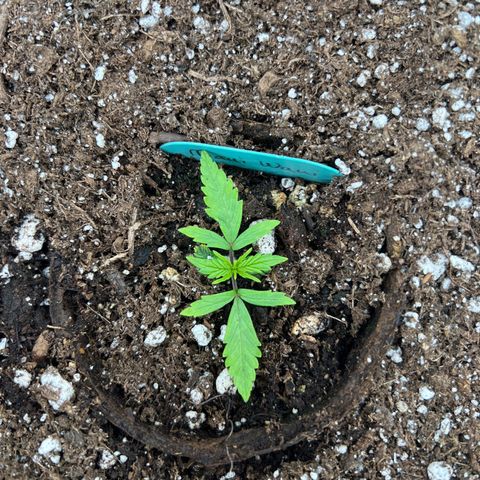Hawaii Maui Waui Automatic growlog timeline photo