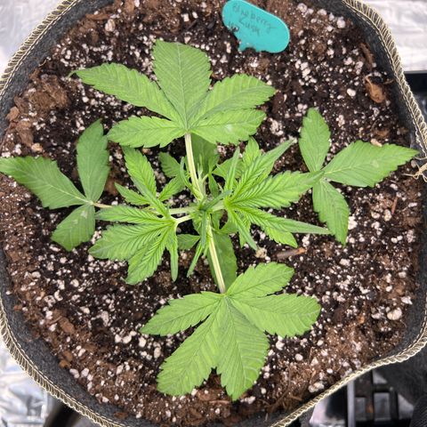 Blueberry Kush Automatic growlog timeline photo
