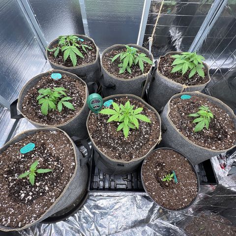 The volunteer (Maui Waui) growlog photo: 9:50 pm