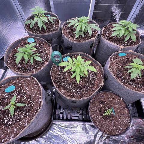 The volunteer (Maui Waui) growlog photo: All well to start the new year!!