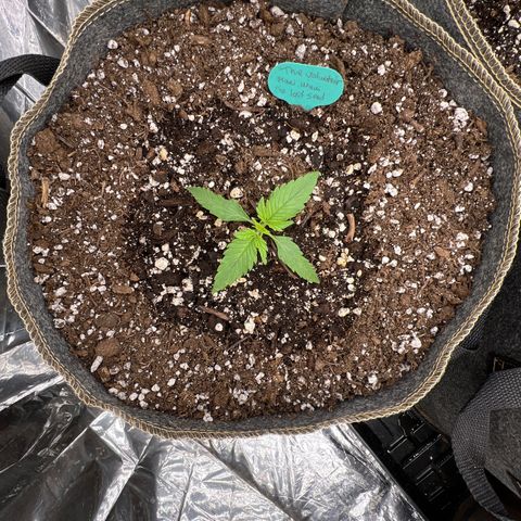 The volunteer (Maui Waui) growlog photo: Looks decent.