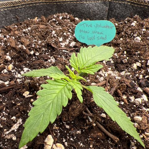 The volunteer (Maui Waui) growlog photo: Looks decent.