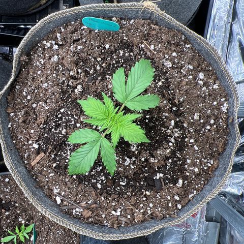 Maui waui 2 growlog timeline photo