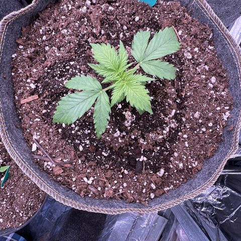 Maui waui 2 growlog timeline photo
